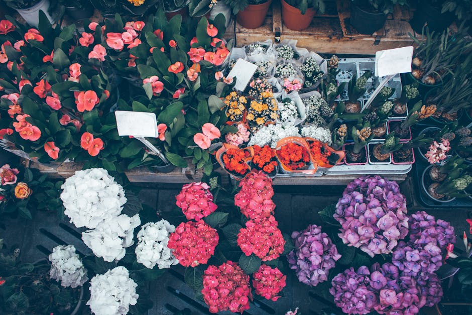 A selection of vibrant flowering plants and floral arrangements displayed on a wooden table, including bright red, pink, white, and purple hydrangeas, carefully arranged with lush green leaves. Some f