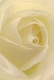 As if drawing you into the very soul of a blooming rose, this image welcomes you into the soft, heart-like spiral of cream-white petals, alive with gentle light filtered through De Beauvoir Town's historic facades. The petals unfurl in quiet confidence, each ivory layer like a whisper carried by the breeze off the Regent's Canal. Impeccable shadows and subtle highlights play across the form, revealing the complex depth and serenity held within a single bloom. The mood here evokes the peace of a Sunday morning stroll along Southgate Road or a reflective moment in De Beauvoir Square-a mood that speaks to thoughtful gestures and genuine emotion. You might imagine a delicate, sweet fragrance lingering in the air: understated, reassuring, and just a touch nostalgic. The artistry is evident in the flawless symmetry and careful arrangement, hallmarks of a bouquet hand-prepared by De Beauvoir Town Florist. Drawing on the tranquillity and communal warmth of the neighbourhood, this rose stands as the quintessential symbol of appreciation, sympathy, or the hopeful beginnings celebrated right here in the heart of East London.